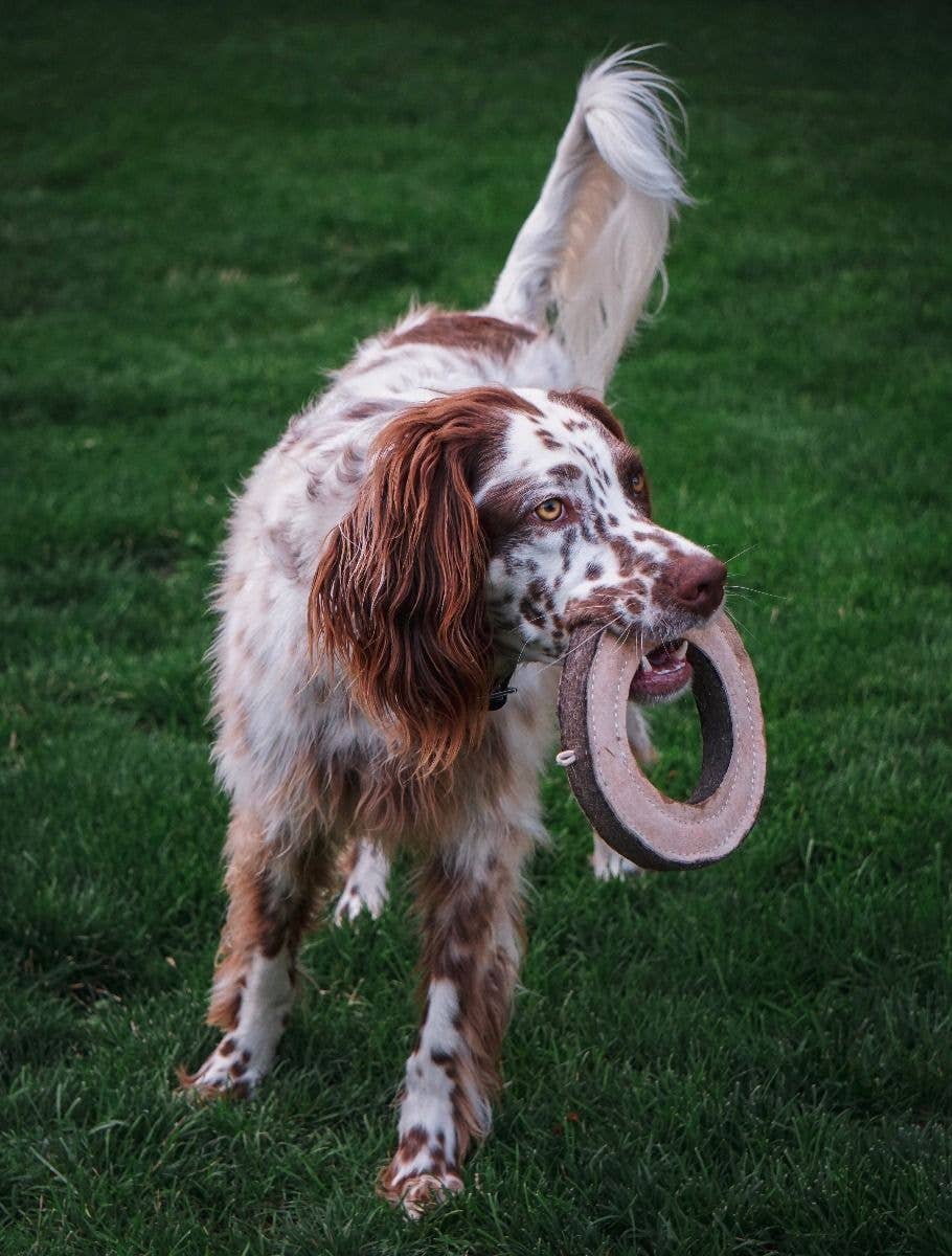 Tall Tails Natural Leather & Wool Ring Toy - 7"