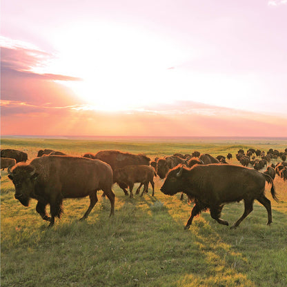 Patagonia Provisions - Bison Sticks Singles - Ranch - Grass-Fed and Finished (1 Stick)
