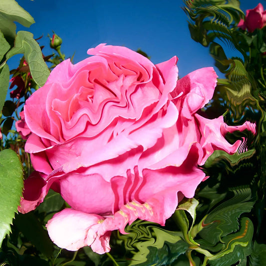 ATLAS ROSE Deodorant Spray